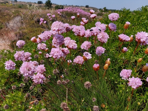 Sea Rose