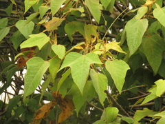 Croton gossypiifolius