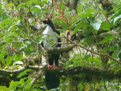 Oreophasis derbianus