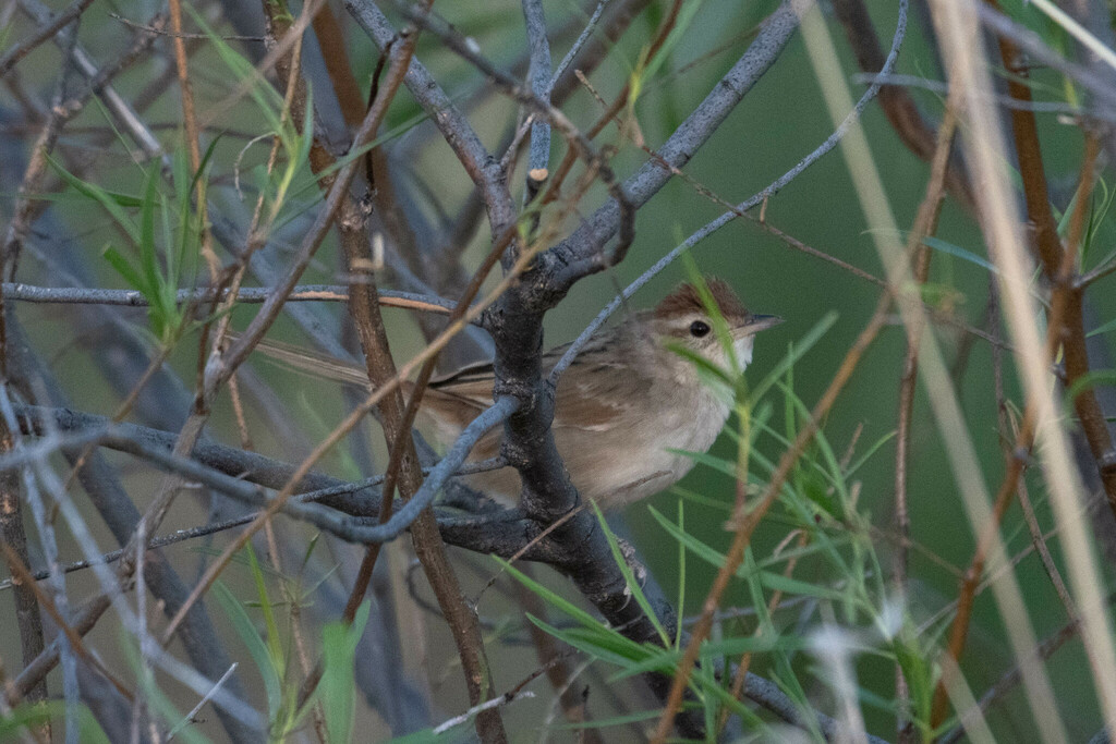 Tawny Grassbird from Opalton QLD 4735, Australia on May 20, 2023 at 05: ...