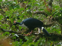 Oreophasis derbianus