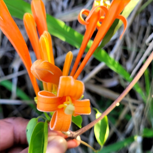 Pyrostegia venusta