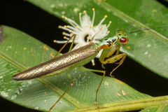 Hapalopezella maculata