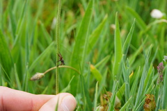 Coelopidae