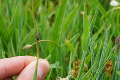 Coelopidae