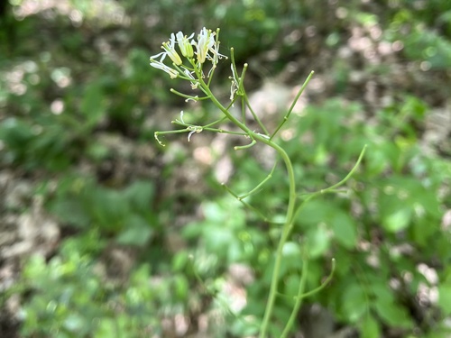 Fourraea alpina, photograph 2