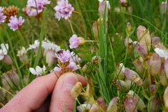 Coelopidae