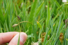 Coelopidae