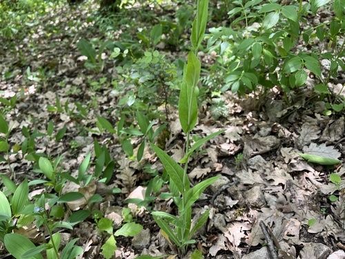 Fourraea alpina, photograph 3