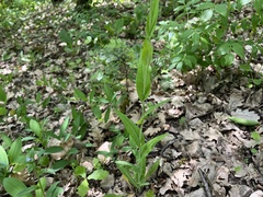 Fourraea alpina, photograph Pavel Kacl, CC BY, iNaturalist via GBIF