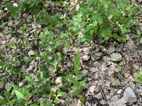Fourraea alpina, photograph 1
