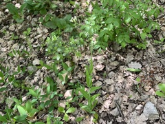 Fourraea alpina, photograph Pavel Kacl, CC BY, iNaturalist via GBIF
