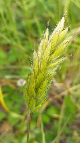 Bromus hordeaceus ssp. divaricatus