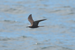Anous stolidus galapagensis