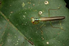 Hapalopezella maculata