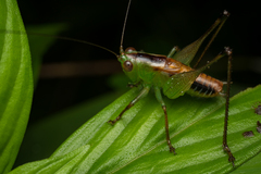 Conocephalus signatus