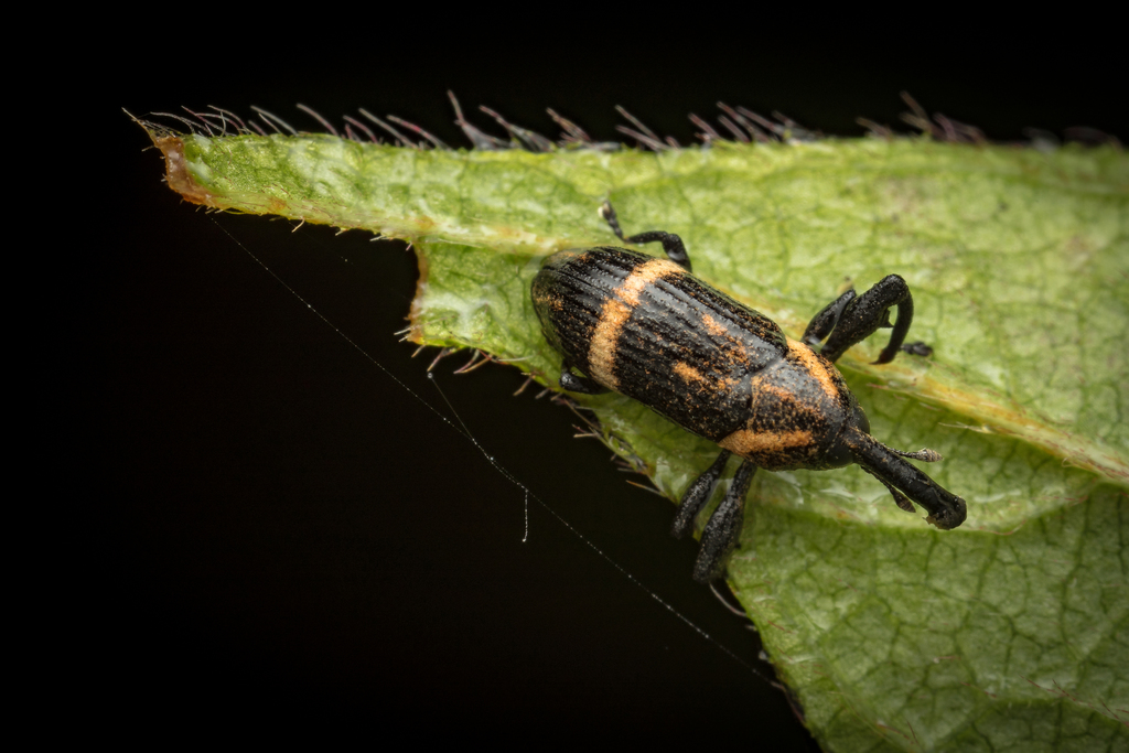 Cylindralcides vafellus