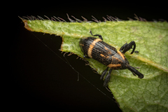 Cylindralcides vafellus