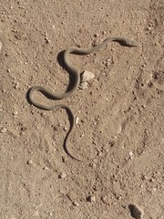 Masticophis fuliginosus