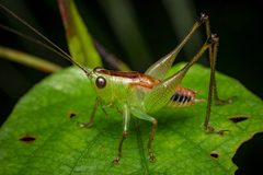 Conocephalus signatus