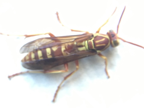 Apache Paper Wasp photo 3