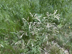 Italian Catchfly (Silene italica)