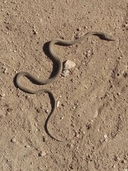 Masticophis fuliginosus