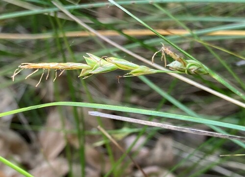 Representative image of Carex distachya