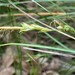 Carex distachya - Photo 由 inesalvar 所上傳的 (c) inesalvar，保留部份權利CC BY-NC