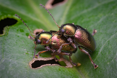 Dermorhytis variabilis