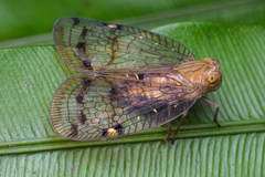 Nogodinidae