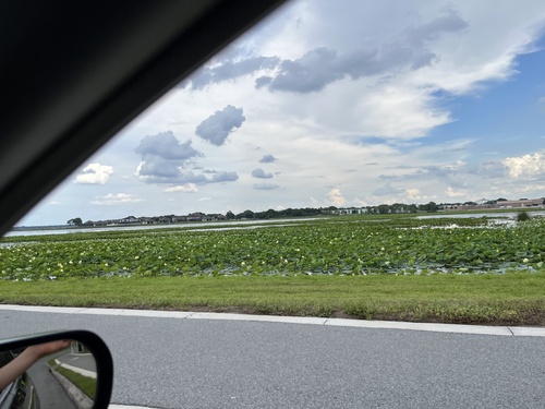 American lotus