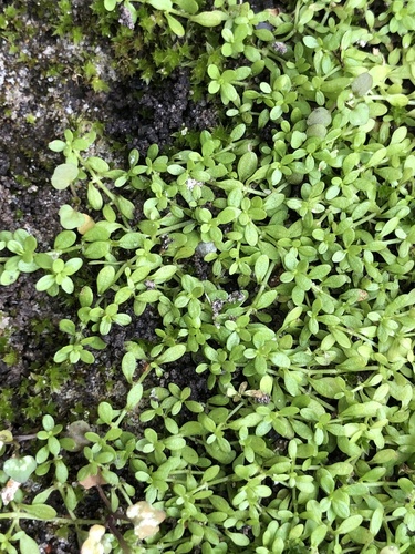 Nuttall's Water Starwort (Callitriche pedunculosa)