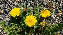 Taraxacum officinale
