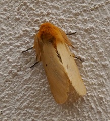 Lemonia taraxaci