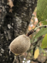 Prunus amygdalus