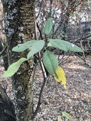 Prunus amygdalus