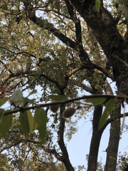 Prunus amygdalus