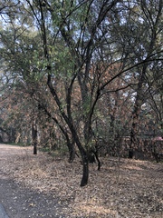 Prunus amygdalus
