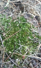 Bryum truncorum
