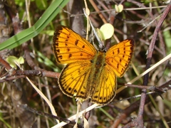 Lycaena edna
