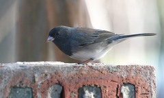 Junco hyemalis cismontanus