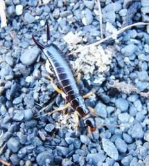 Anisolabis littorea