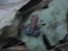 Epipedobates boulengeri