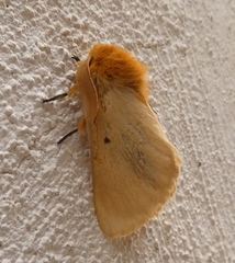 Lemonia taraxaci