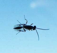 Proctotrupidae