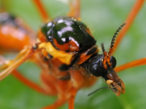 orange-sided comb-horn, photo 4 of 7