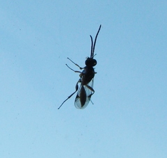 Proctotrupidae