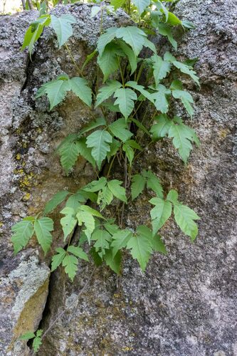 western poison ivy (Toxicodendron rydbergii)