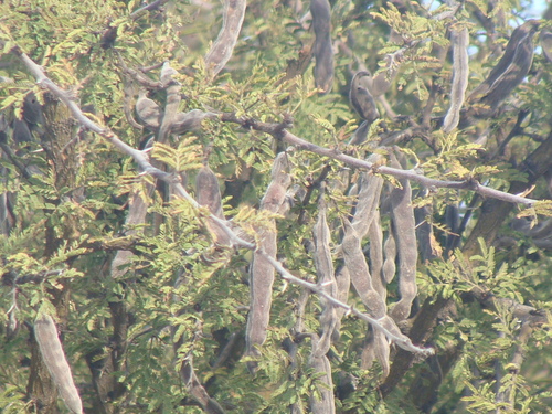Schaffner's acacia